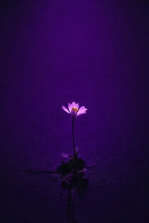 静寂之花